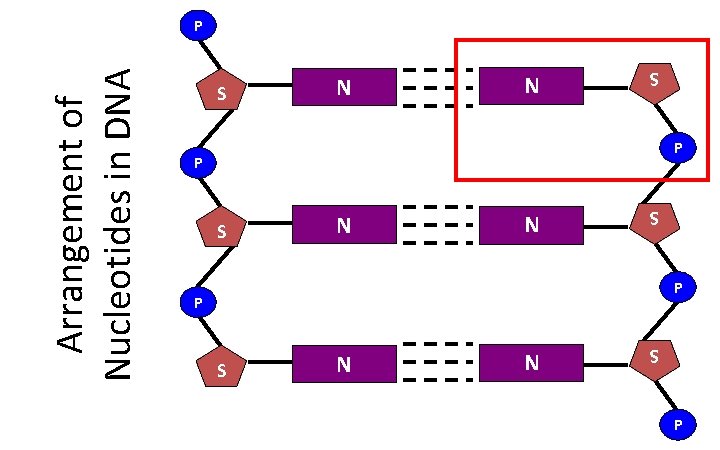 Arrangement of Nucleotides in DNA P N S N N N S S P