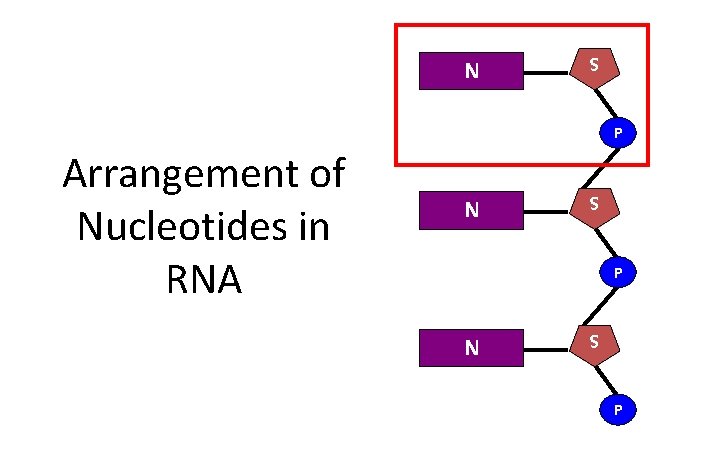 S N P S N Arrangement of Nucleotides in RNA P 
