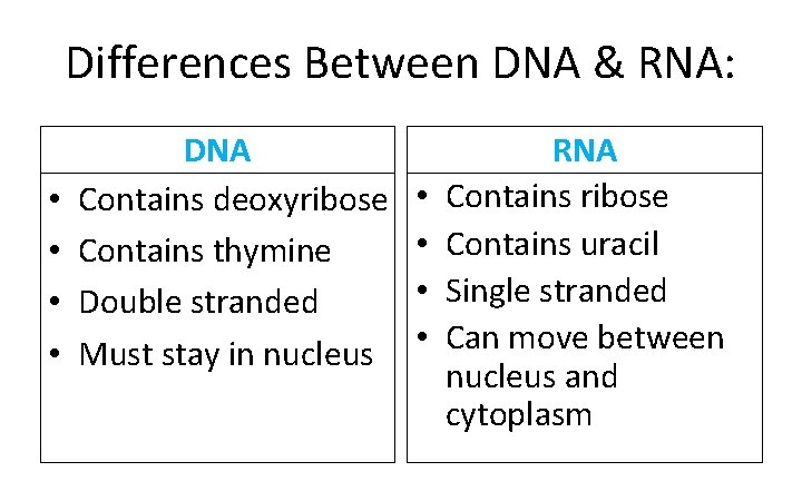 Differences Between DNA & RNA: • • DNA Contains deoxyribose Contains thymine Double stranded