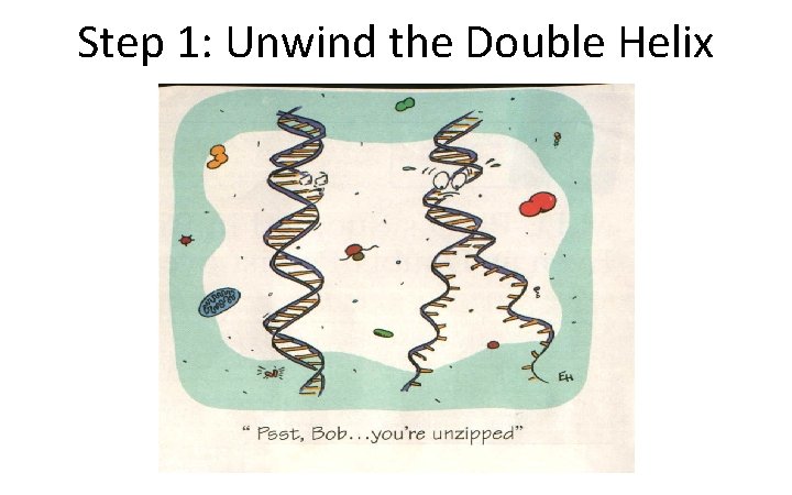 Step 1: Unwind the Double Helix 