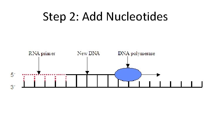 Step 2: Add Nucleotides 