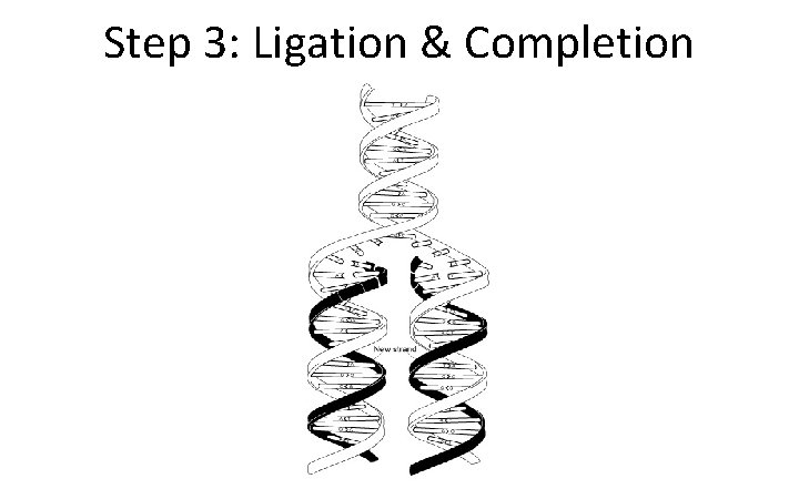 Step 3: Ligation & Completion 