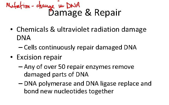 Damage & Repair • Chemicals & ultraviolet radiation damage DNA – Cells continuously repair