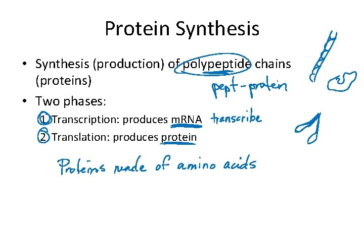 Protein Synthesis • Synthesis (production) of polypeptide chains (proteins) • Two phases: 1. Transcription: