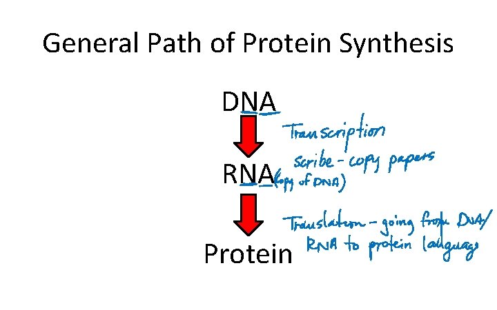 General Path of Protein Synthesis DNA RNA Protein 