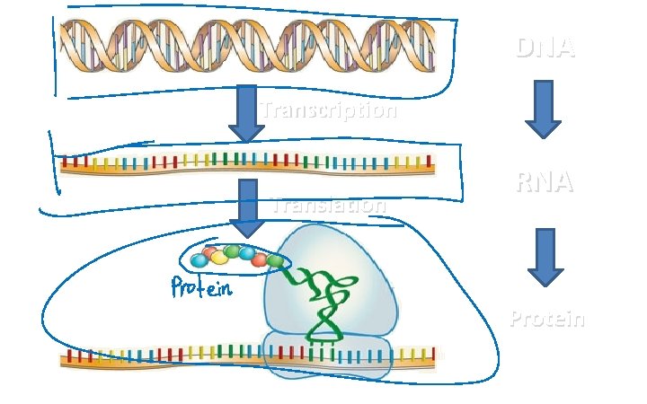 DNA Transcription Translation RNA Protein 