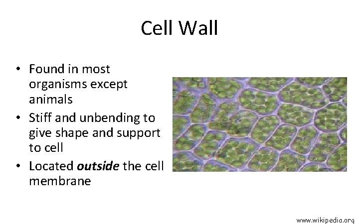 Cell Wall • Found in most organisms except animals • Stiff and unbending to