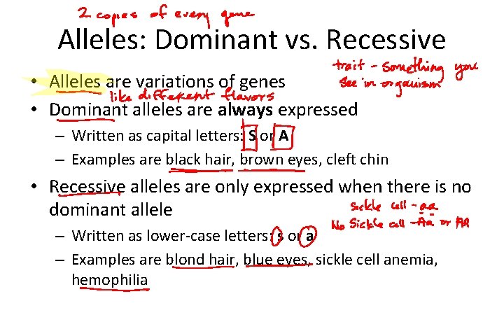 Alleles: Dominant vs. Recessive • Alleles are variations of genes • Dominant alleles are