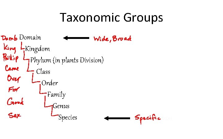 Taxonomic Groups BROADEST TAXON Domain Kingdom Phylum (in plants Division) Class Order Family Genus