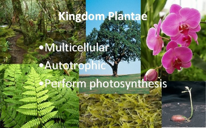 Kingdom Plantae • Multicellular • Autotrophic • Perform photosynthesis 