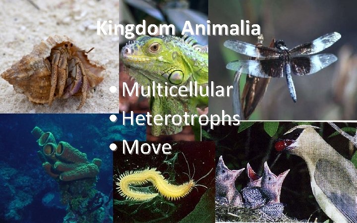 Kingdom Animalia • Multicellular • Heterotrophs • Move 