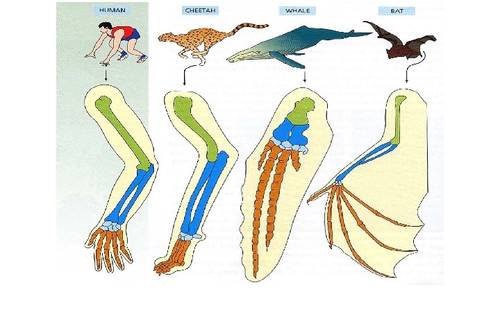 Homologous Structures show Similarities in mammals. 