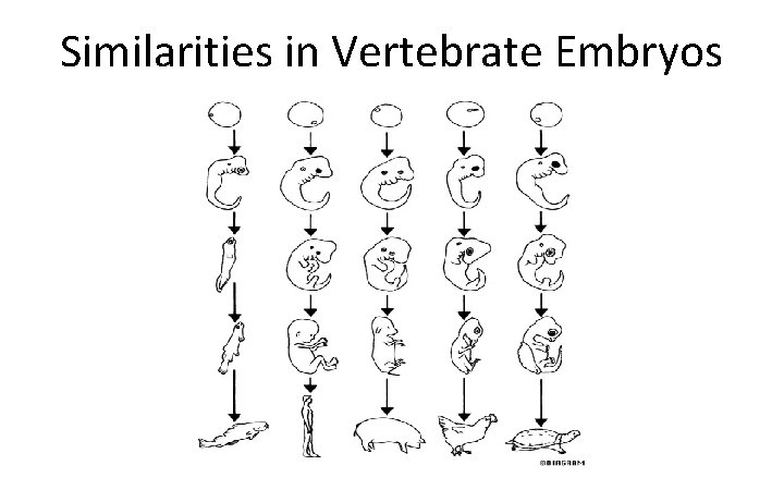 Similarities in Vertebrate Embryos 