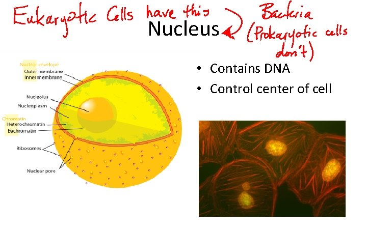 Nucleus • Contains DNA • Control center of cell 