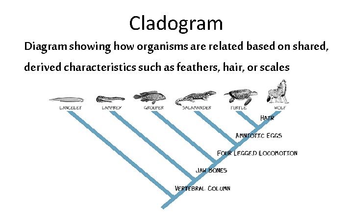 Cladogram Diagram showing how organisms are related based on shared, derived characteristics such as