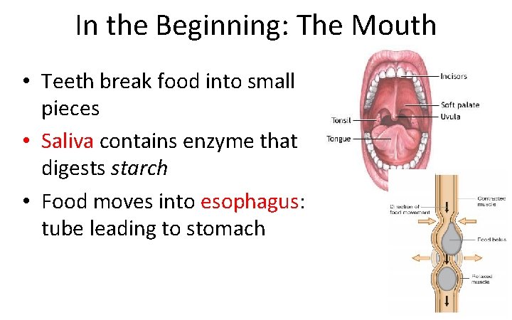 In the Beginning: The Mouth • Teeth break food into small pieces • Saliva