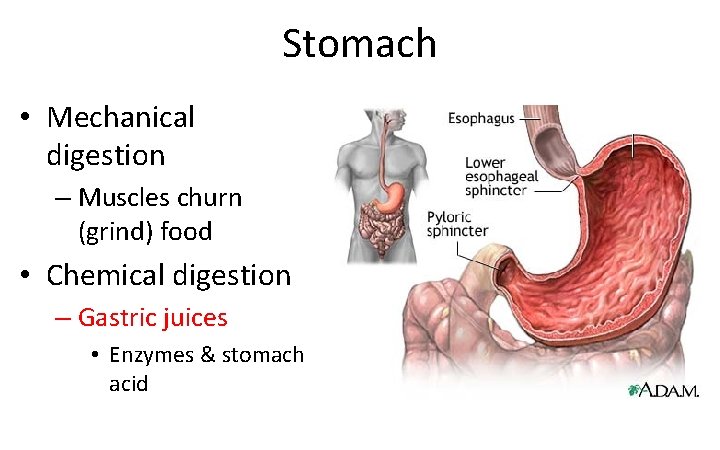 Stomach • Mechanical digestion – Muscles churn (grind) food • Chemical digestion – Gastric