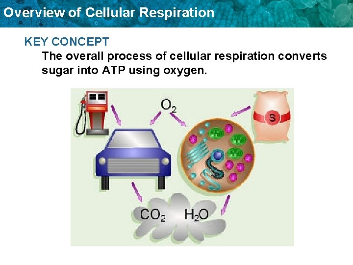 Overview of Cellular Respiration KEY CONCEPT The overall process of cellular respiration converts sugar