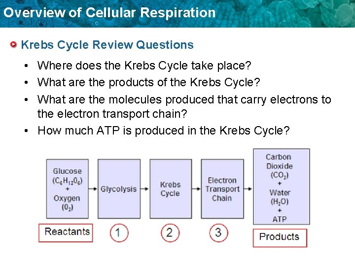 Overview of Cellular Respiration Krebs Cycle Review Questions • Where does the Krebs Cycle