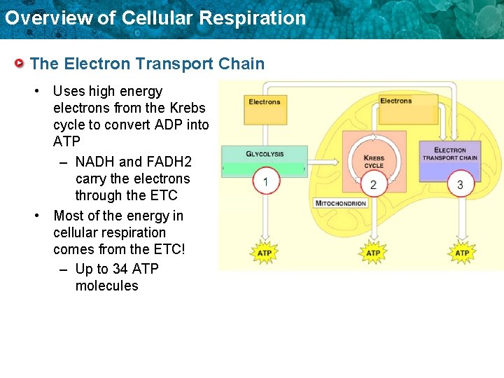 Overview of Cellular Respiration The Electron Transport Chain • Uses high energy electrons from
