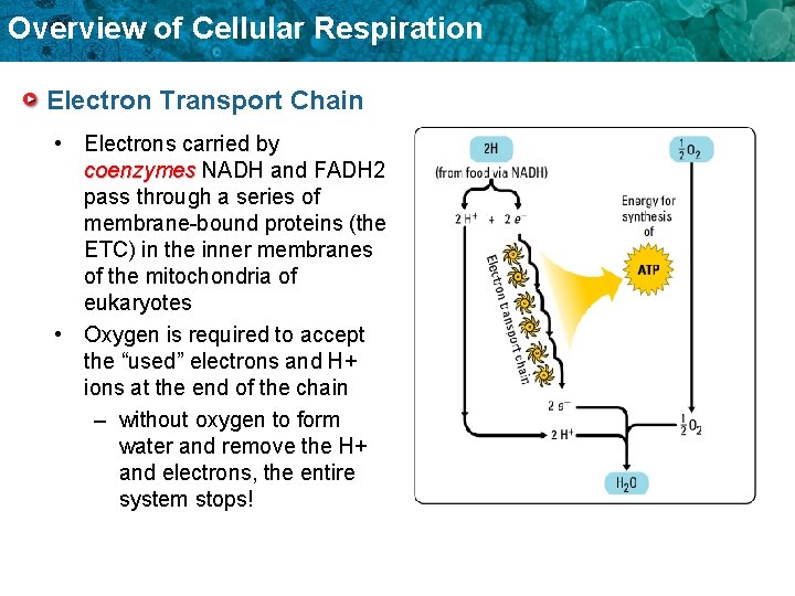 Overview of Cellular Respiration Electron Transport Chain • Electrons carried by coenzymes NADH and