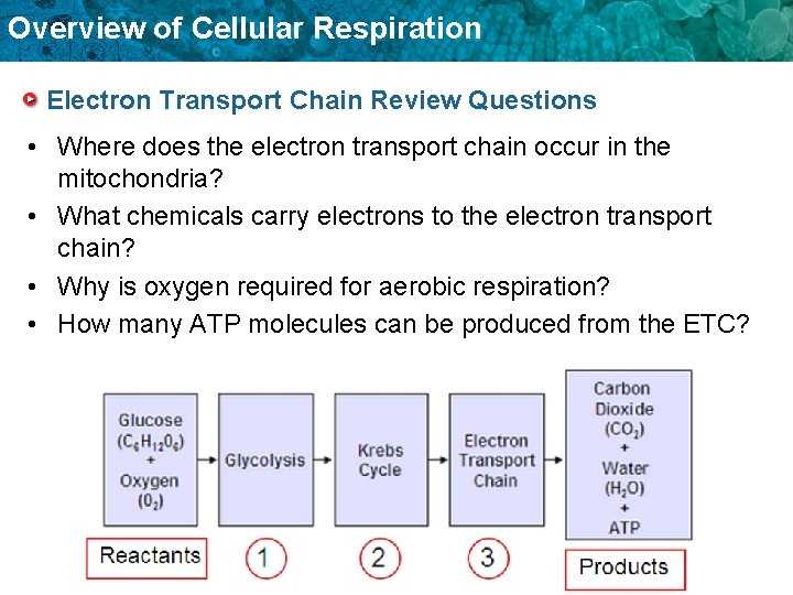 Overview of Cellular Respiration Electron Transport Chain Review Questions • Where does the electron
