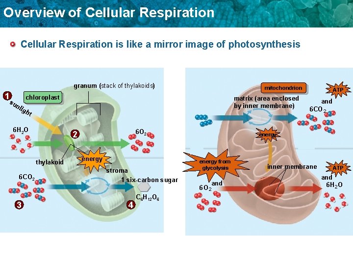 Overview of Cellular Respiration is like a mirror image of photosynthesis 1 granum (stack