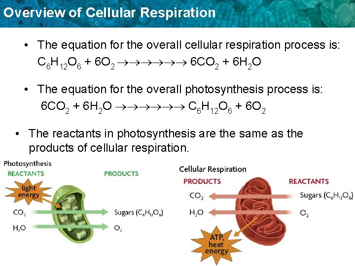 Overview of Cellular Respiration • The equation for the overall cellular respiration process is:
