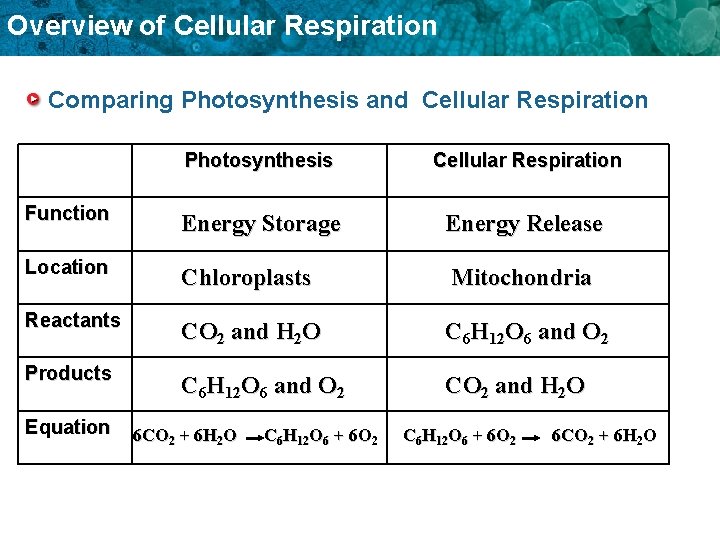 Overview of Cellular Respiration Comparing Photosynthesis and Cellular Respiration Photosynthesis Cellular Respiration Function Energy