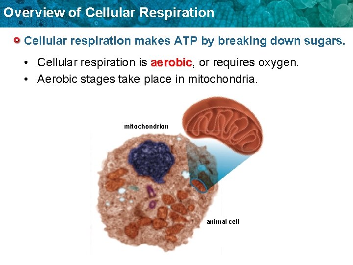 Overview of Cellular Respiration Cellular respiration makes ATP by breaking down sugars. • Cellular
