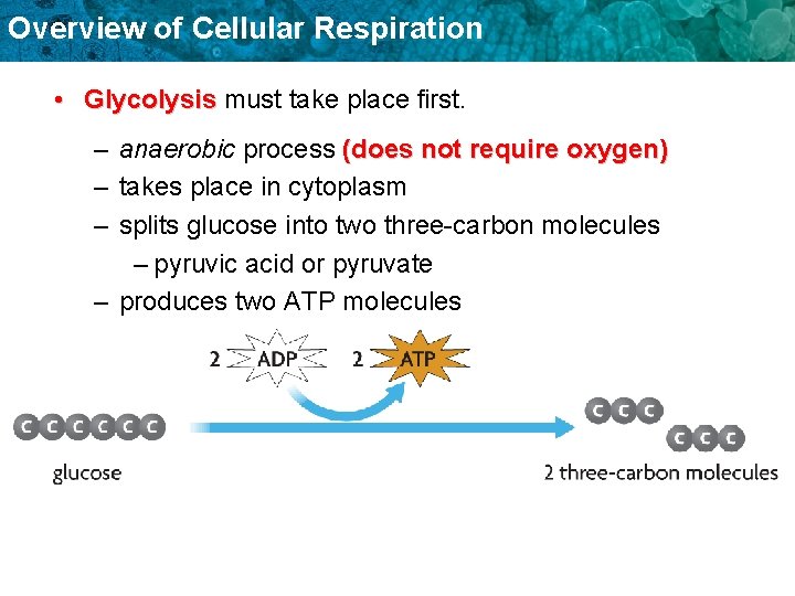 Overview of Cellular Respiration • Glycolysis must take place first. – anaerobic process (does