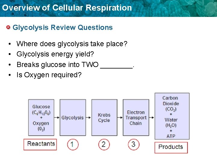 Overview of Cellular Respiration Glycolysis Review Questions • • Where does glycolysis take place?