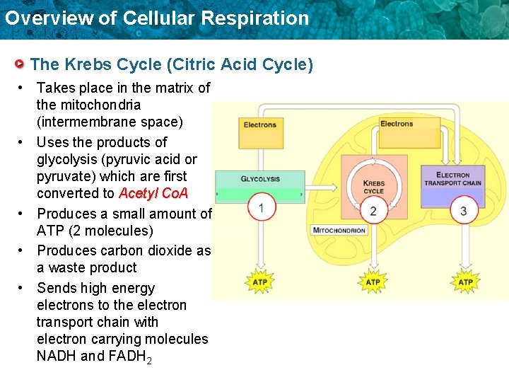 Overview of Cellular Respiration The Krebs Cycle (Citric Acid Cycle) • Takes place in