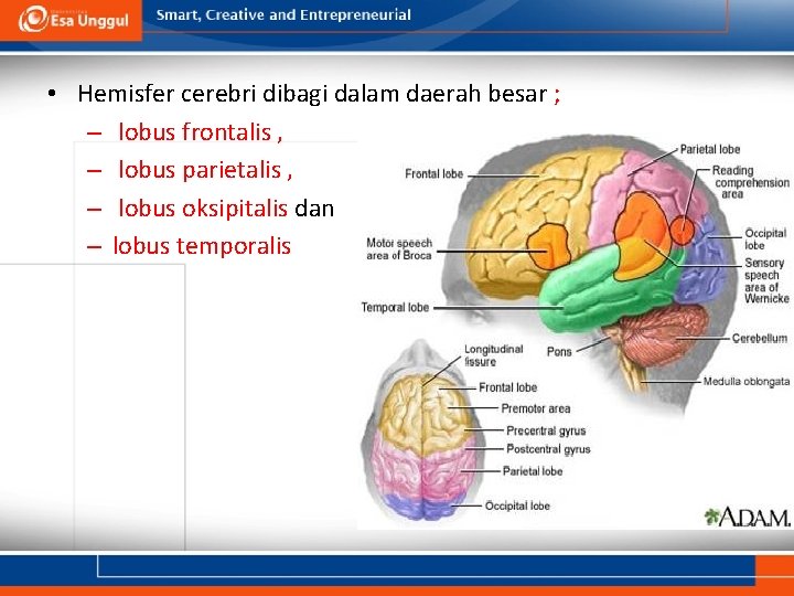  • Hemisfer cerebri dibagi dalam daerah besar ; – lobus frontalis , –