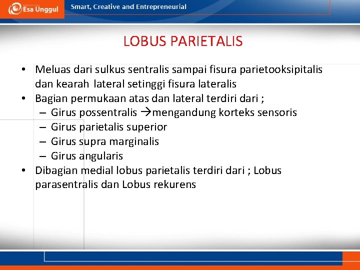 LOBUS PARIETALIS • Meluas dari sulkus sentralis sampai fisura parietooksipitalis dan kearah lateral setinggi