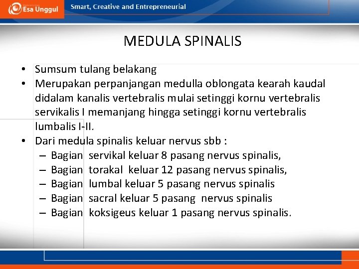 MEDULA SPINALIS • Sumsum tulang belakang • Merupakan perpanjangan medulla oblongata kearah kaudal didalam