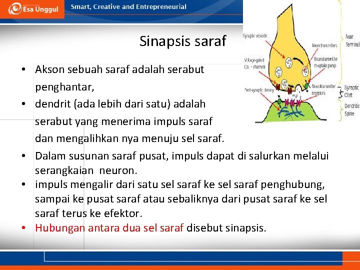 Sinapsis saraf • Akson sebuah saraf adalah serabut penghantar, • dendrit (ada lebih dari