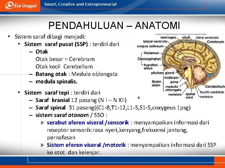 PENDAHULUAN – ANATOMI • Sistem saraf dibagi menjadi: • Sistem saraf pusat (SSP) :