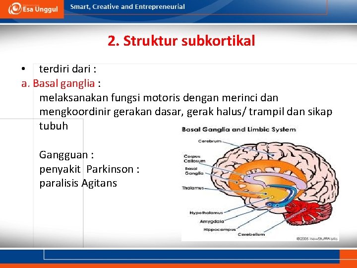 2. Struktur subkortikal • terdiri dari : a. Basal ganglia : melaksanakan fungsi motoris