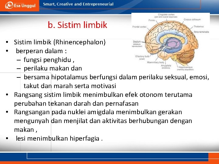 b. Sistim limbik • Sistim limbik (Rhinencephalon) • berperan dalam : – fungsi penghidu