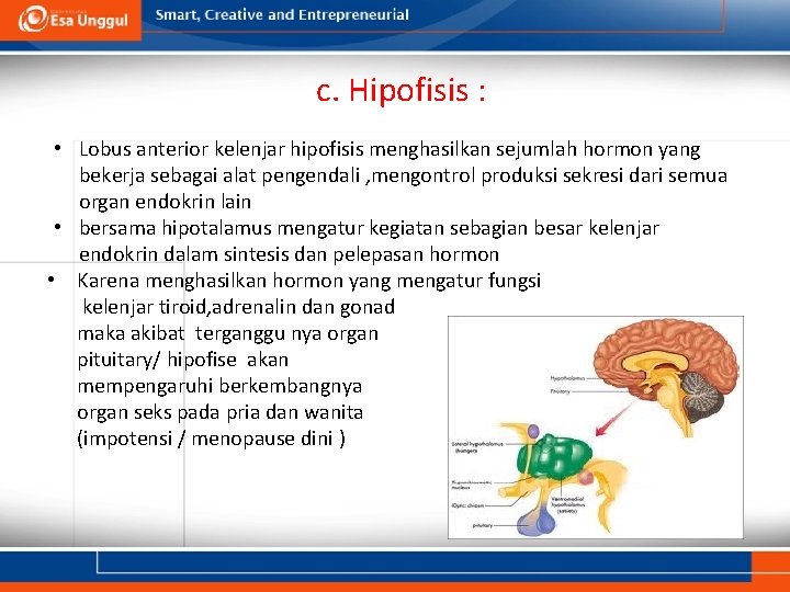 c. Hipofisis : • Lobus anterior kelenjar hipofisis menghasilkan sejumlah hormon yang bekerja sebagai