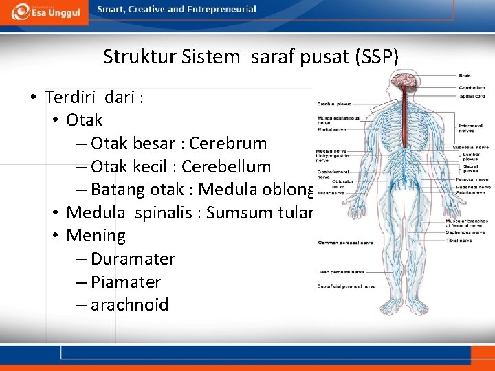 Struktur Sistem saraf pusat (SSP) • Terdiri dari : • Otak – Otak besar