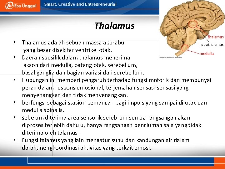 Thalamus • Thalamus adalah sebuah massa abu-abu yang besar disekitar ventrikel otak. • Daerah