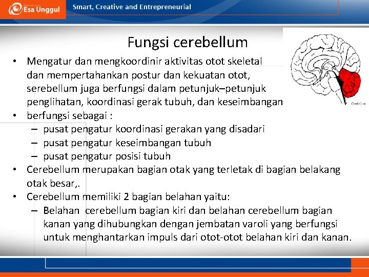 Fungsi cerebellum • Mengatur dan mengkoordinir aktivitas otot skeletal dan mempertahankan postur dan kekuatan
