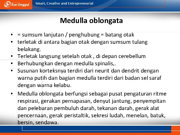 Medulla oblongata • = sumsum lanjutan / penghubung = batang otak • terletak di