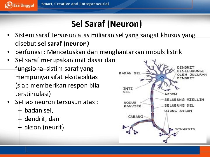 Sel Saraf (Neuron) • Sistem saraf tersusun atas miliaran sel yang sangat khusus yang