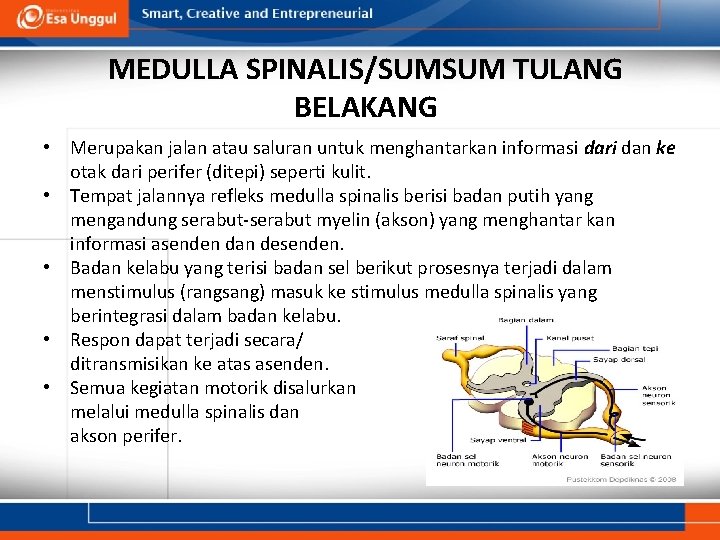 MEDULLA SPINALIS/SUMSUM TULANG BELAKANG • Merupakan jalan atau saluran untuk menghantarkan informasi dari dan