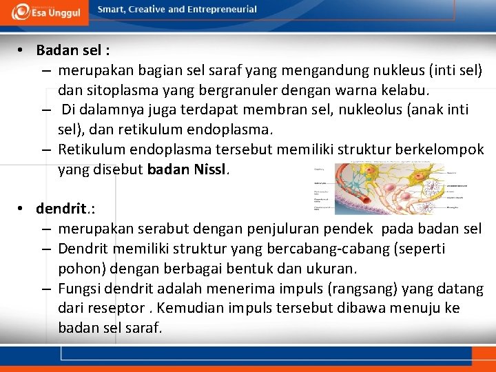  • Badan sel : – merupakan bagian sel saraf yang mengandung nukleus (inti