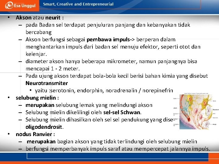  • Akson atau neurit : – pada Badan sel terdapat penjuluran panjang dan