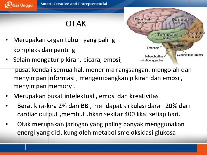 OTAK • Merupakan organ tubuh yang paling kompleks dan penting • Selain mengatur pikiran,